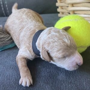 Boston - Micro Goldendoodle Boy
