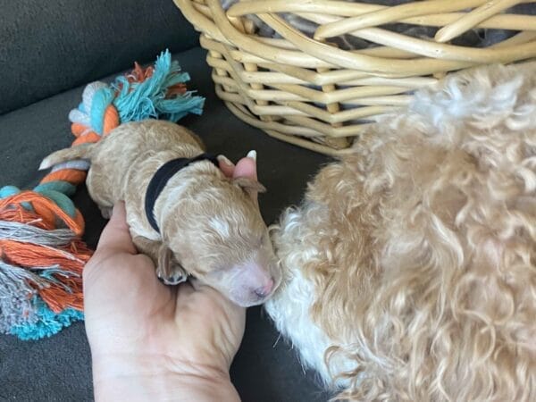 Boston - Micro Goldendoodle Boy - Image 6