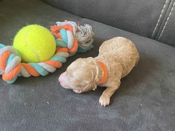 Tucker - Micro Goldendoodle Boy - Image 11