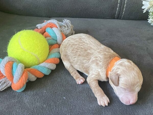 Tucker - Micro Goldendoodle Boy - Image 10
