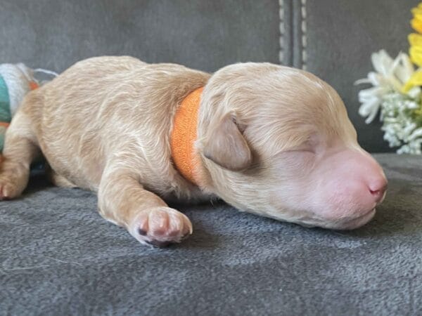 Tucker - Micro Goldendoodle Boy - Image 6