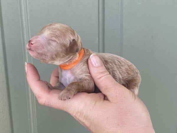 Tucker - Micro Goldendoodle Boy - Image 7