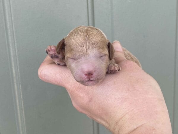 Tucker - Micro Goldendoodle Boy - Image 9