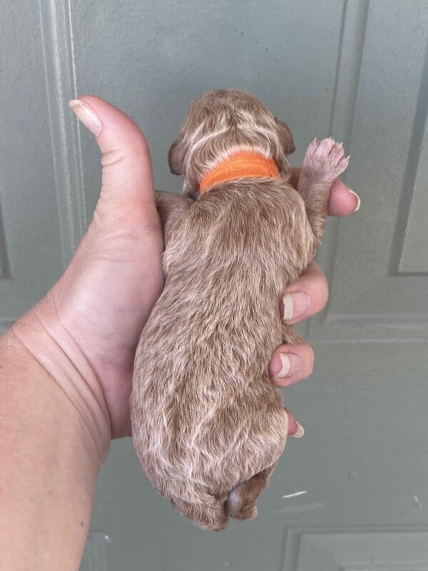 Tucker - Micro Goldendoodle Boy - Image 5
