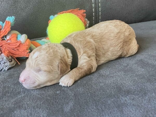 Boston - Micro Goldendoodle Boy - Image 16