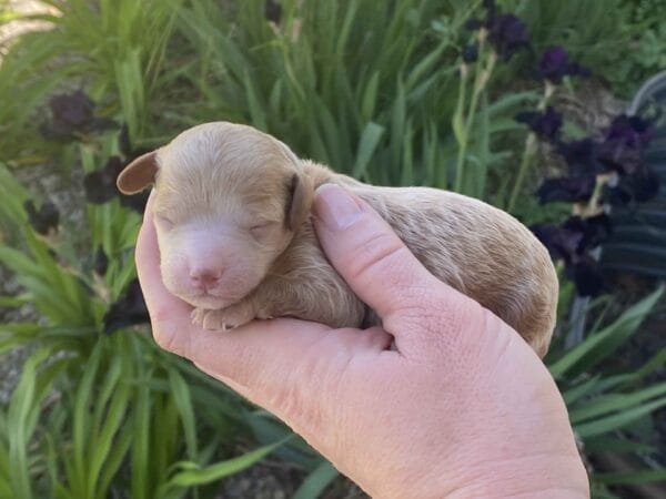 Tucker - Micro Goldendoodle Boy - Image 19