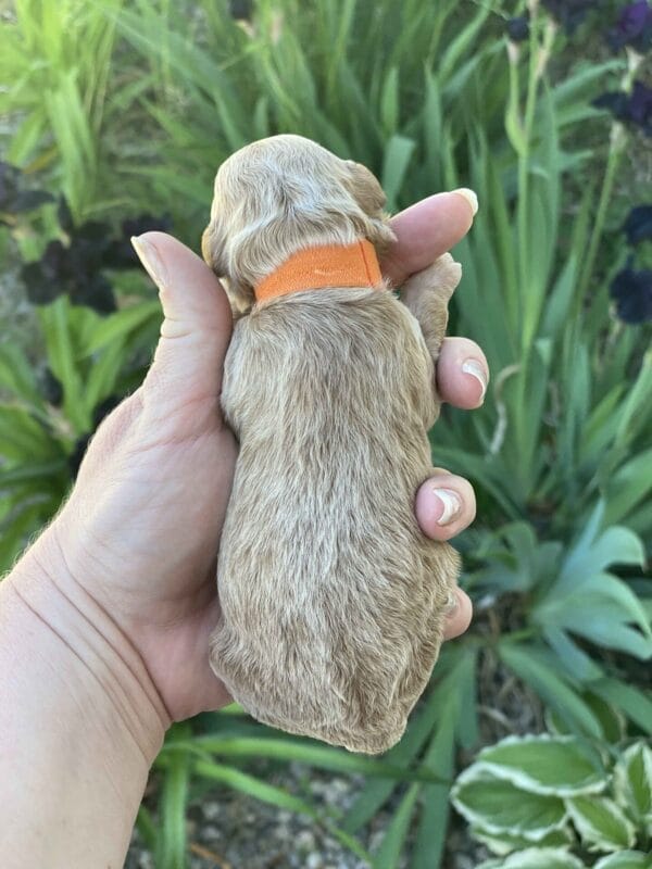 Tucker - Micro Goldendoodle Boy - Image 16