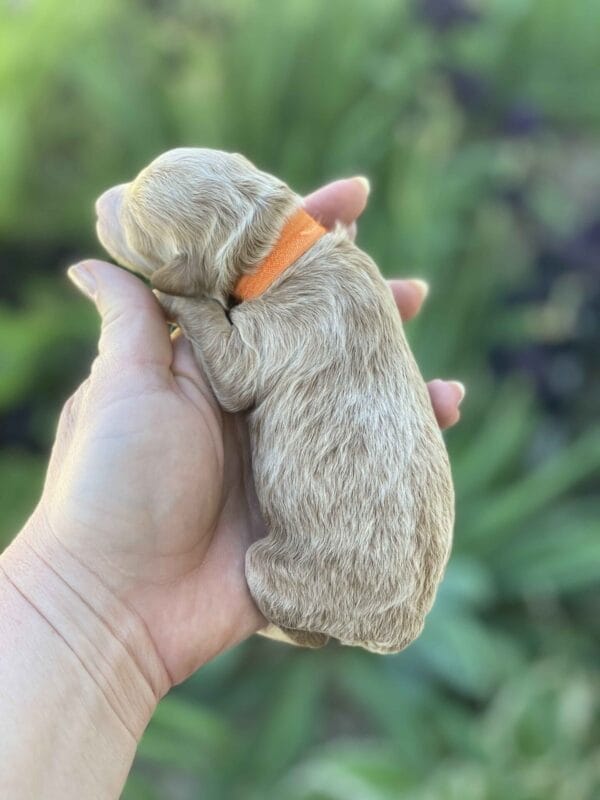 Tucker - Micro Goldendoodle Boy - Image 15