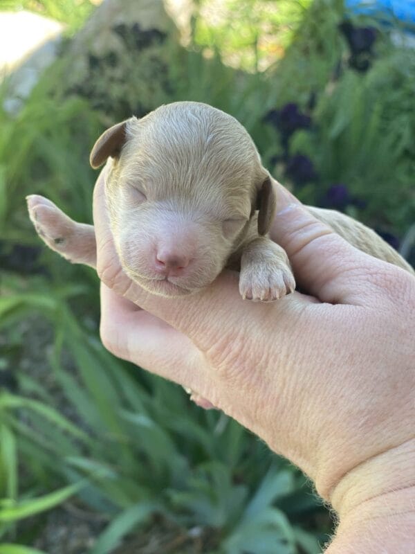 Tucker - Micro Goldendoodle Boy - Image 18
