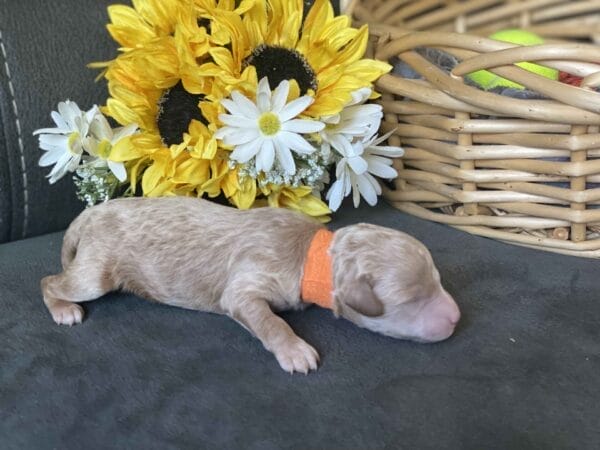 Tucker - Micro Goldendoodle Boy - Image 14