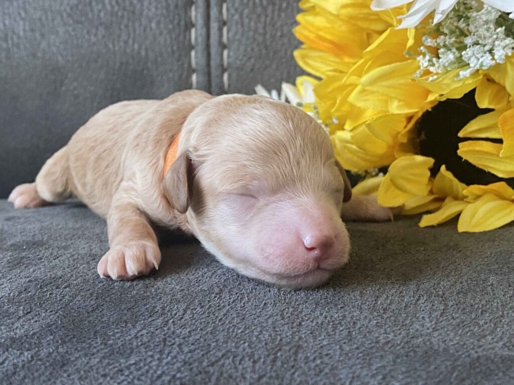 Tucker - Micro Goldendoodle Boy