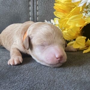 Tucker - Micro Goldendoodle Boy