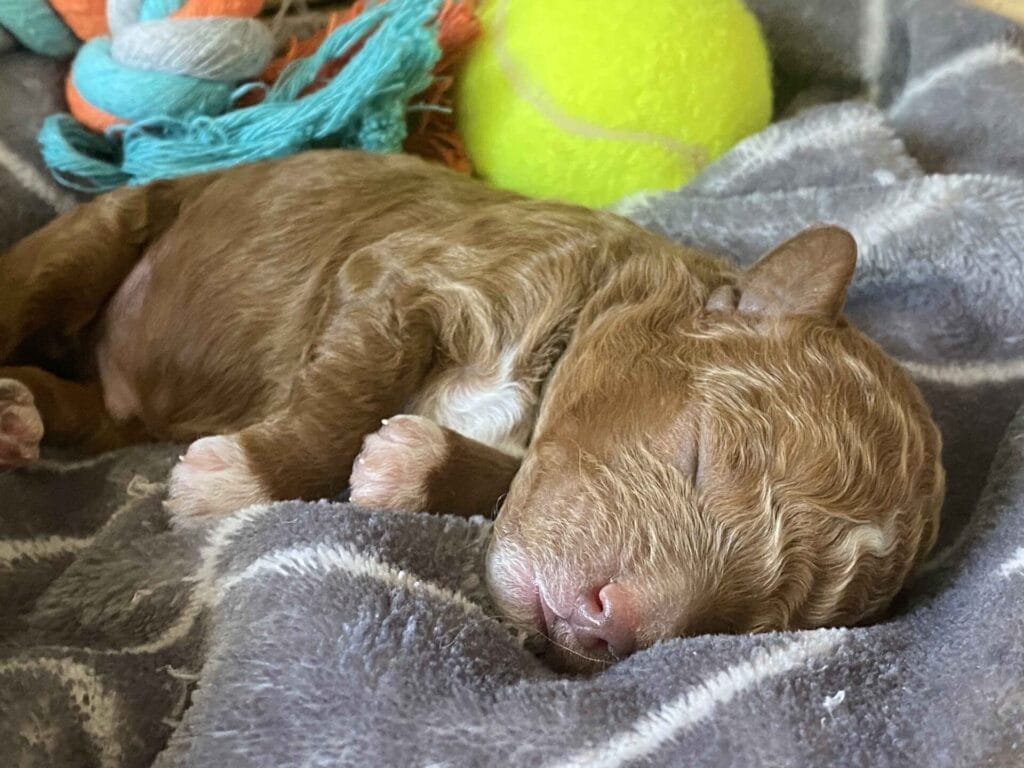 Bentley - Micro Goldendoodle Boy