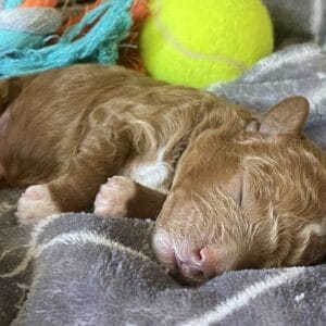 Bentley - Micro Goldendoodle Boy