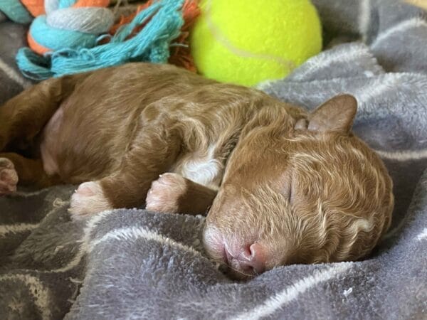 Bentley - Micro Goldendoodle Boy - Image 16