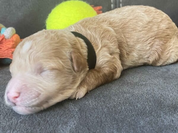 Boston - Micro Goldendoodle Boy - Image 15