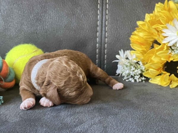 Bentley - Micro Goldendoodle Boy - Image 14