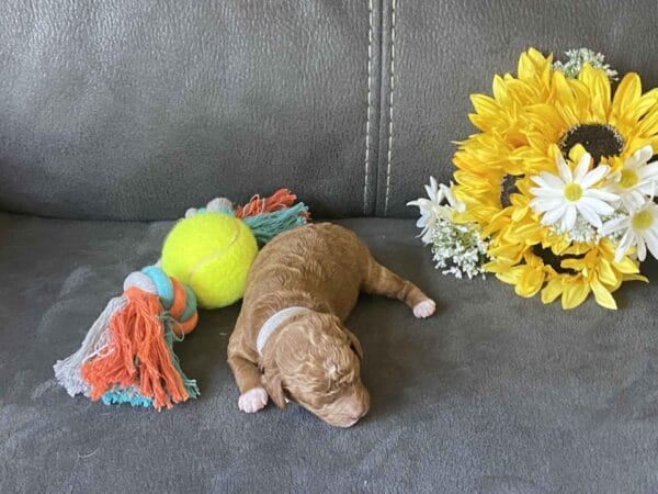 Bentley - Micro Goldendoodle Boy - Image 13
