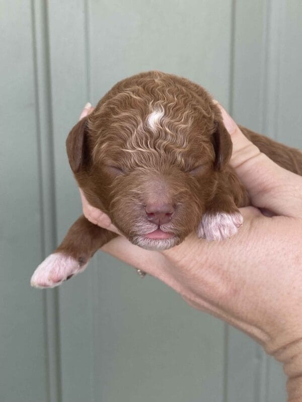 Bentley - Micro Goldendoodle Boy - Image 10