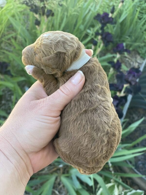 Bentley - Micro Goldendoodle Boy - Image 9
