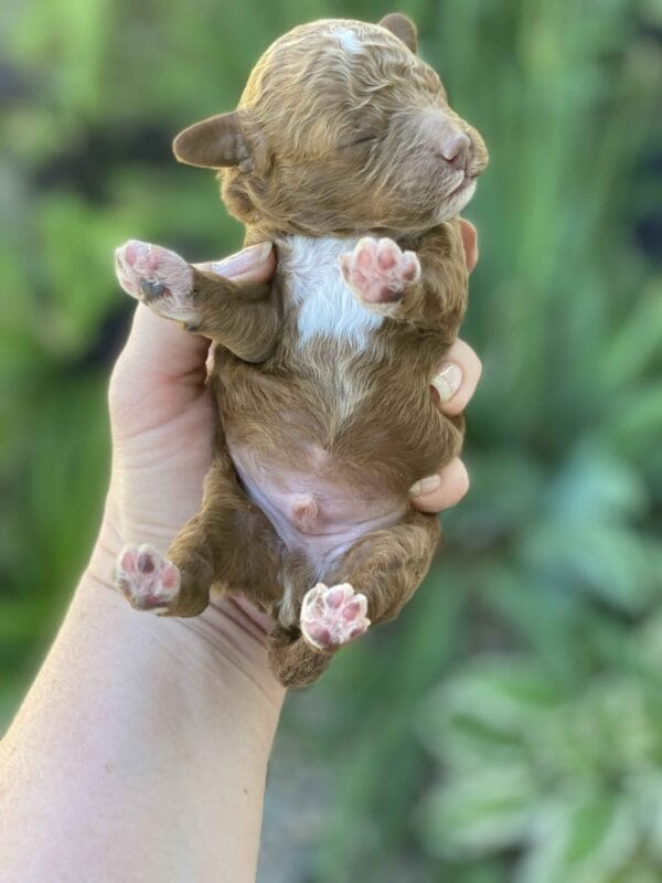 Bentley - Micro Goldendoodle Boy - Image 7