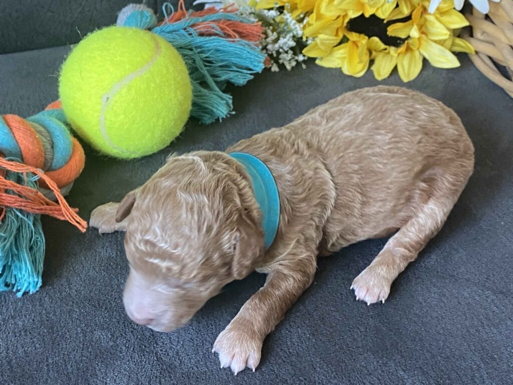 Duke - Micro Goldendoodle Boy