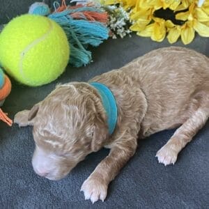 Duke - Micro Goldendoodle Boy