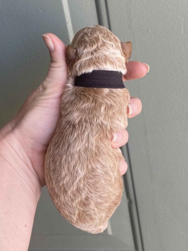 Boston - Micro Goldendoodle Boy - Image 14