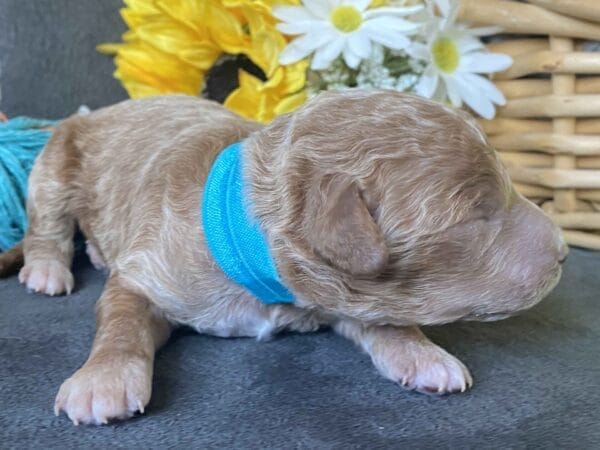 Duke - Micro Goldendoodle Boy - Image 6
