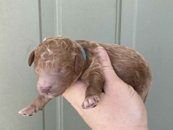 Duke - Micro Goldendoodle Boy - Image 9