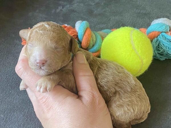 Duke - Micro Goldendoodle Boy - Image 10