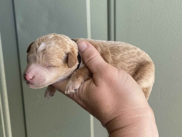 Boston - Micro Goldendoodle Boy - Image 13