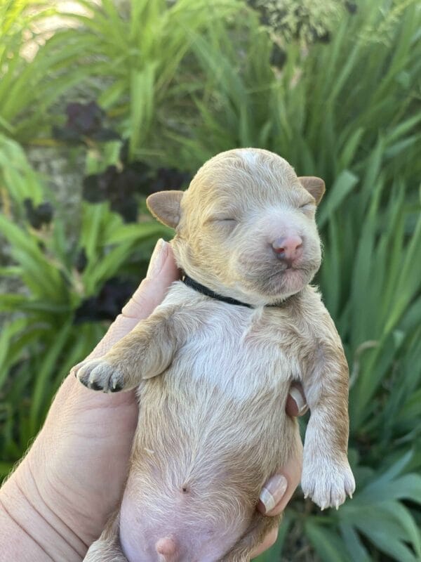 Boston - Micro Goldendoodle Boy - Image 10