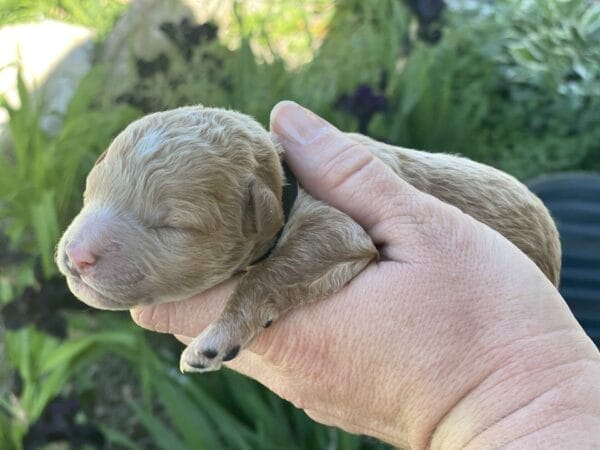 Boston - Micro Goldendoodle Boy - Image 9