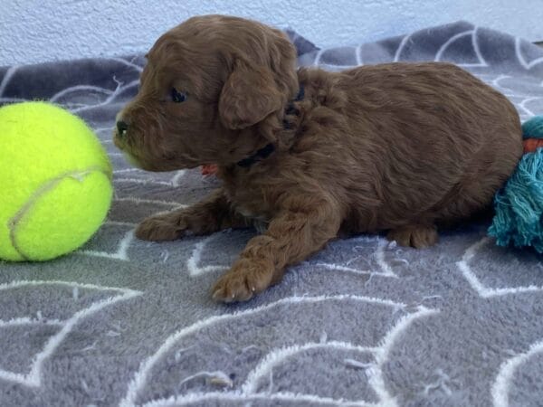 Bert - Micro Goldendoodle Boy - Image 17