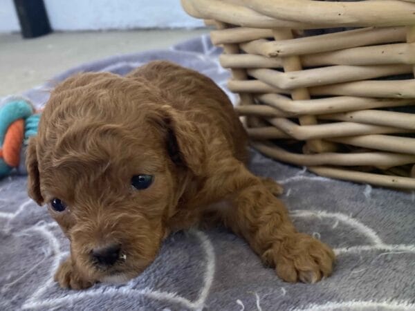 Bert - Micro Goldendoodle Boy - Image 11