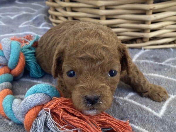Bert - Micro Goldendoodle Boy - Image 13