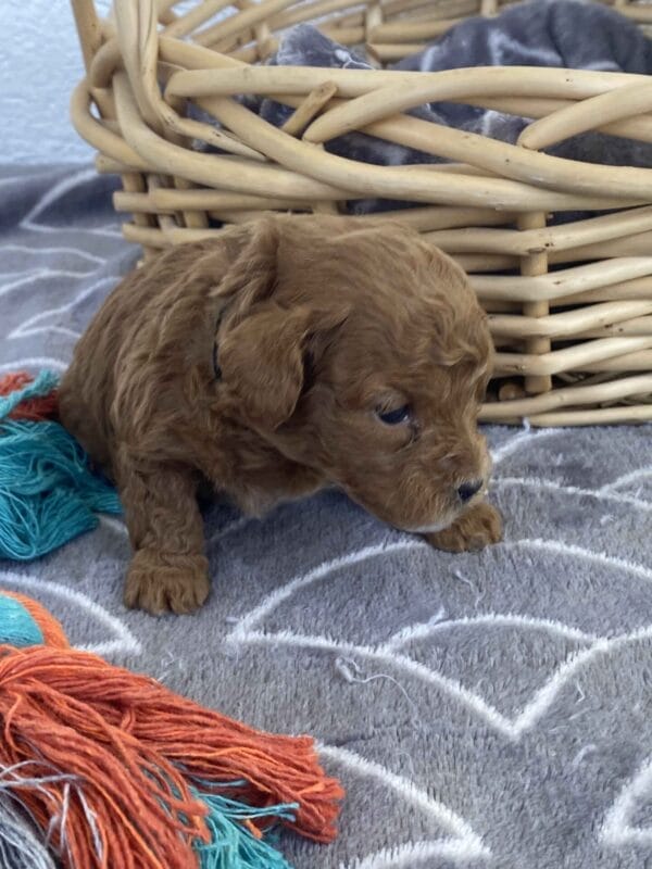 Bert - Micro Goldendoodle Boy - Image 12