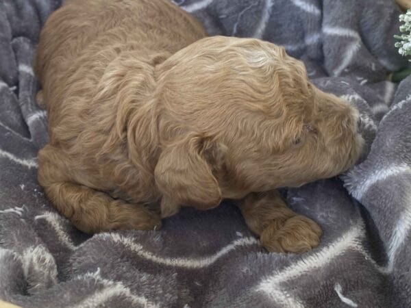 Ernie - Micro Goldendoodle Boy - Image 17