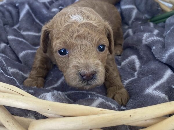 Ernie - Micro Goldendoodle Boy - Image 16