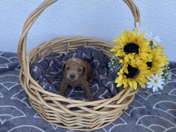 Ernie - Micro Goldendoodle Boy - Image 15