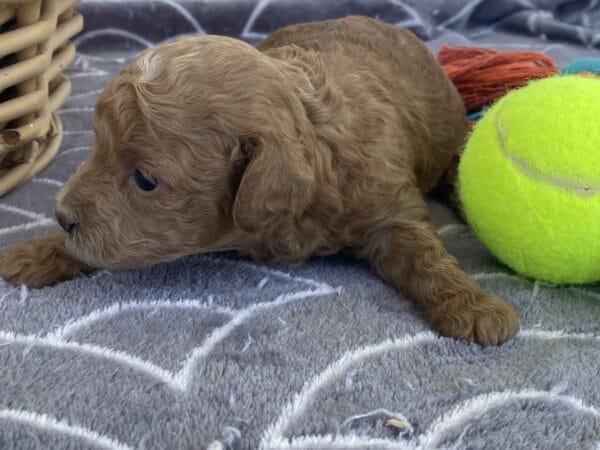 Ernie - Micro Goldendoodle Boy - Image 14