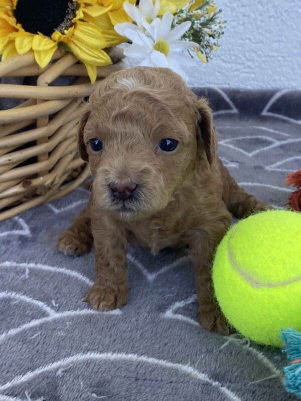 Ernie - Micro Goldendoodle Boy - Image 13