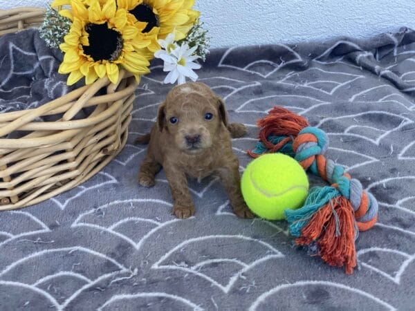 Ernie - Micro Goldendoodle Boy - Image 12