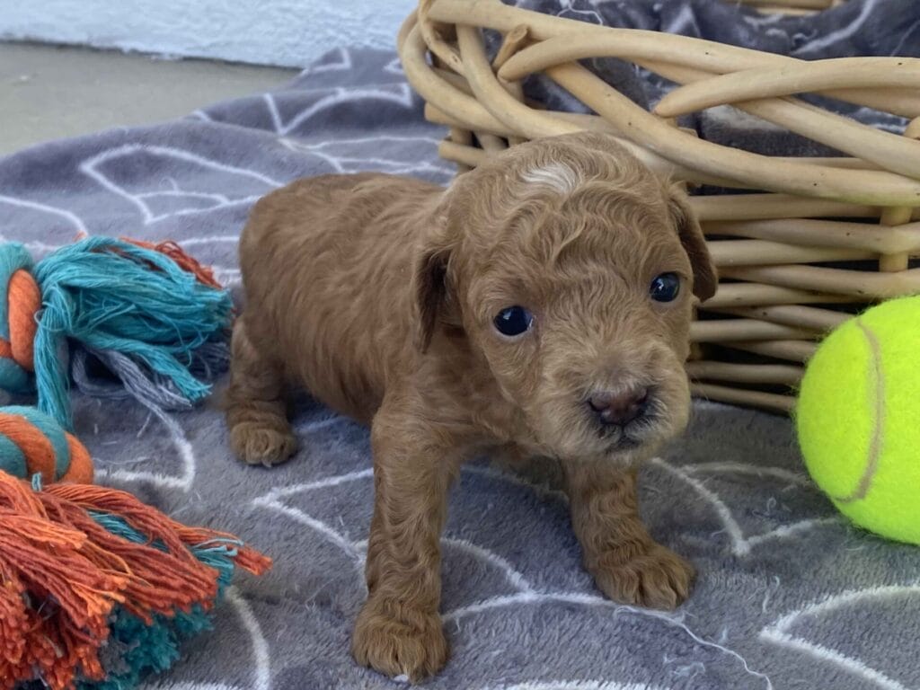 Ernie - Micro Goldendoodle Boy