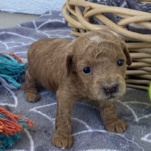 Ernie - Micro Goldendoodle Boy