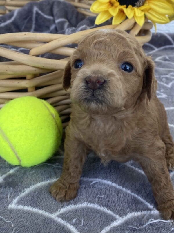 Ernie - Micro Goldendoodle Boy - Image 10