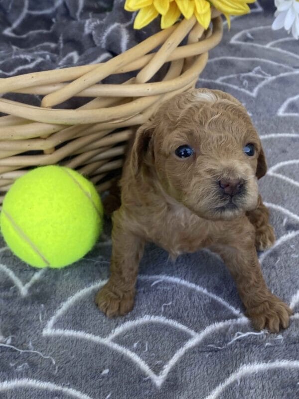 Ernie - Micro Goldendoodle Boy - Image 9