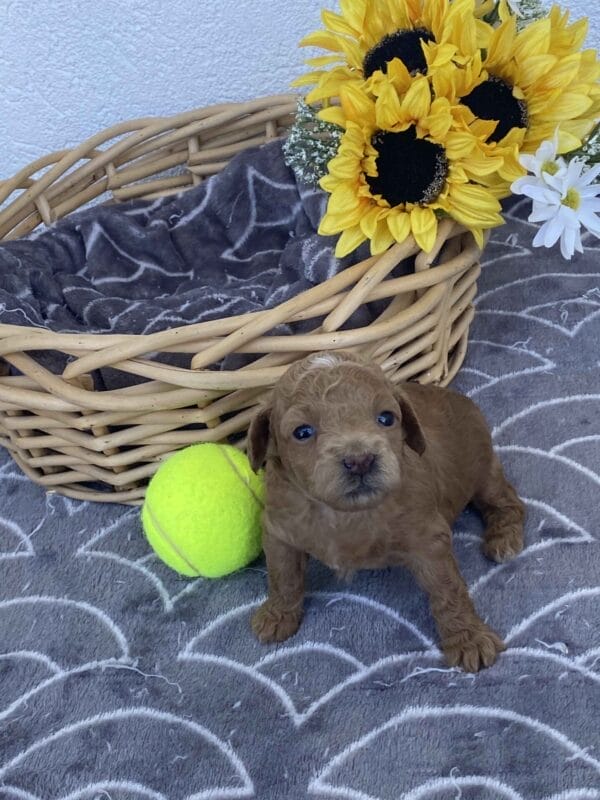 Ernie - Micro Goldendoodle Boy - Image 8