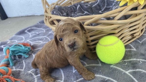 Ernie - Micro Goldendoodle Boy - Image 7